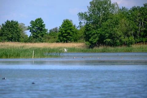 Ducks on a pond in the summer time Stock Photos