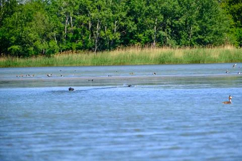 Ducks on a pond in the summer time Stock Photos