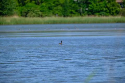 Ducks on a pond in the summer time Stock Photos