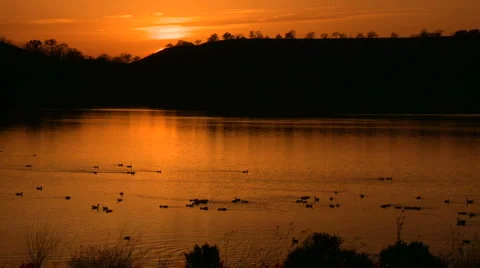 Ducks pond sunset 01 HD Stock Footage 5979331