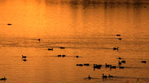 Ducks pond sunset 02 HD Stock Footage 5980464