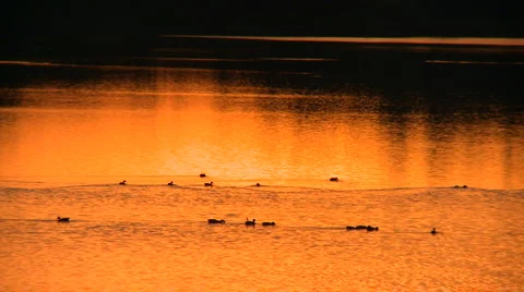 Ducks pond sunset 03 HD Stock Footage 5980907