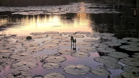 Ducks in a pond at sunset, australia Stock Footage 290517810