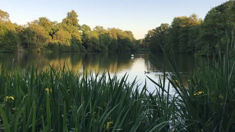 Ducks in a pond on a sunset Stock Footage 132585665