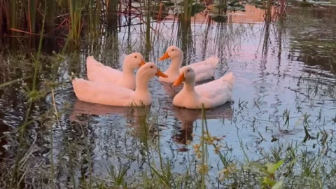 Ducks in a pond at sunset Stock Footage 270975078