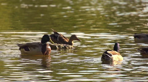 Ducks in a Pond - Super Slow Motion Stock-Footage 54059654