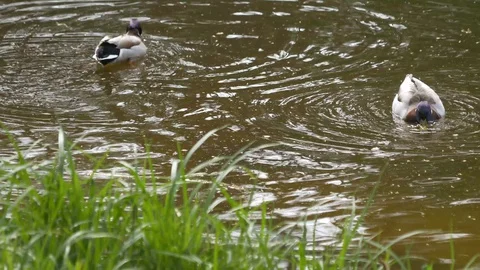 Ducks in a pond swim, eat bread. Beautiful nature Stock Footage 129746916