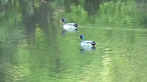 Ducks in pond swimming Stock Footage 311032150
