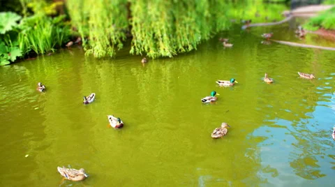 Ducks on a Pond. Tilt Shift Timelapse. Video stock 56024645