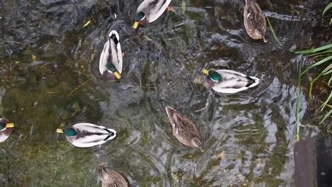 Ducks in the pond. Top view Stock Footage 120088077