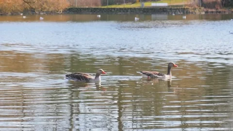 Ducks on a pond while looking for food Stock Footage 130710855