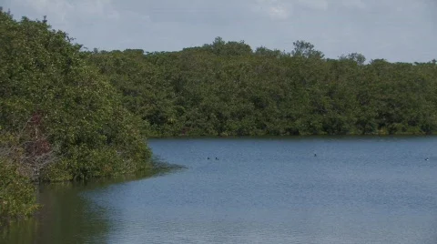 Ducks pond wide Видео 324704