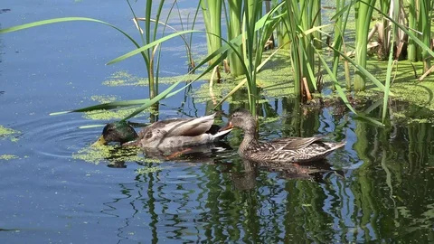 Ducks on Pond Zoom Stock Footage 114670203