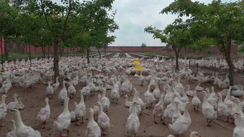 Ducks on a poultry farm Stock Footage 309493102