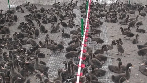 Ducks on a poultry farm Stock Footage 309494173