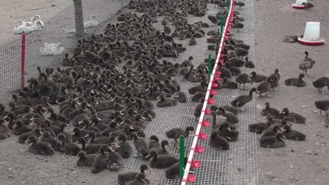 Ducks on a poultry farm Stock Footage 309494467