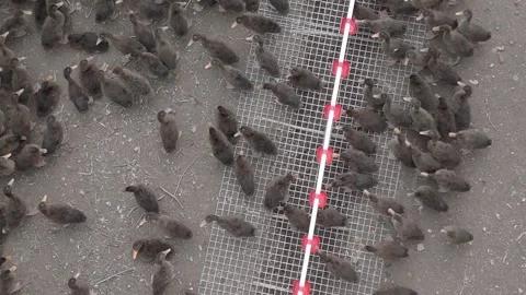 Ducks on a poultry farm Stock Footage 309494852