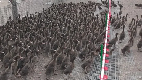 Ducks on a poultry farm Stock Footage 309495695