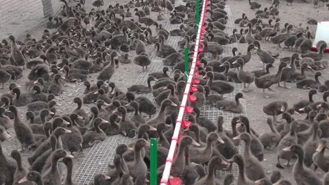 Ducks on a poultry farm Stock Footage 309496562