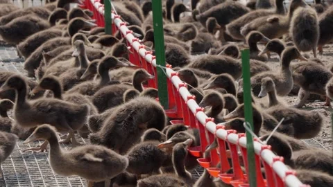 Ducks on a poultry farm Stock Footage 309501033