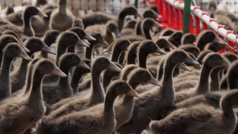 Ducks on a poultry farm Stock Footage 309501192