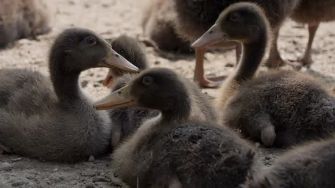 Ducks on a poultry farm Stock Footage 309501489