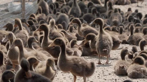Ducks on a poultry farm Stock Footage 309501610