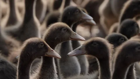 Ducks on a poultry farm Stock Footage 309501870