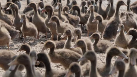 Ducks on a poultry farm Stock Footage 309501987