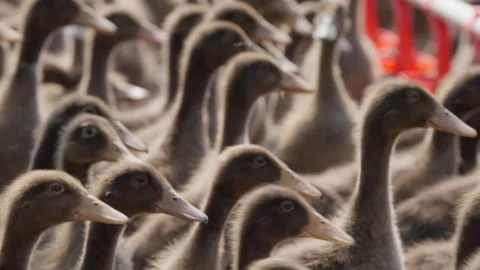 Ducks on a poultry farm Stock Footage 309502061