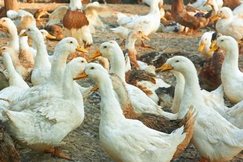 Ducks in the poultry yard Stock Photos