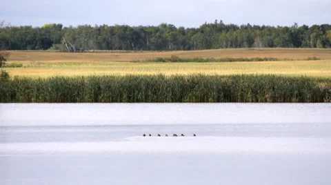 Ducks in Prairie Pond Stock Footage 31821779
