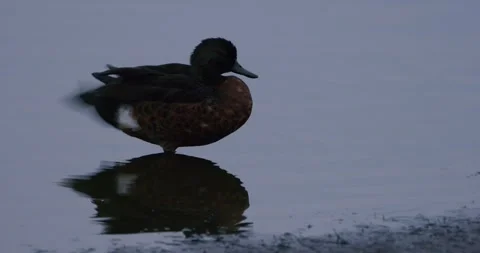 Ducks Preening, Exit Frames Stock Footage 316505096