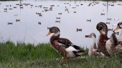 Ducks preening feathers and wings close up Stock-Footage 344142985