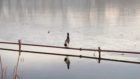 Ducks preening feathers standing on water fence Stock Footage 228813396