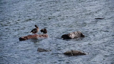 Ducks preening Stock Footage 155802111