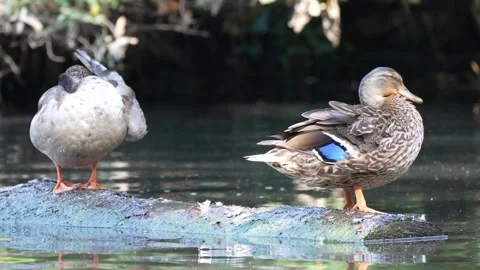 Ducks preening Stock Footage 282037375