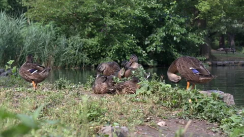 Ducks Preening on the Shore of a Pond 스톡 동영상 234204292