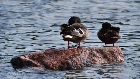 Ducks preening short Stock Footage 155801762