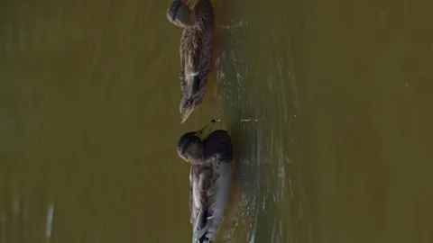 Ducks preening their feathers in a city pond, birds bask in the sun and ducks Stock Footage 256995034