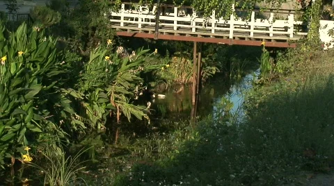 Ducks preening themselves Video stock 284821