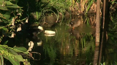 Ducks preening themselves Stock Footage 284926