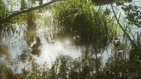Ducks Preening by the Water's Edge in Sunlit Wetlands 動画素材 289238021