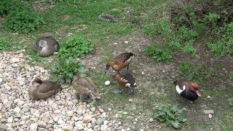 Ducks protect her eggs. Waterfowl Stock Footage 107655331