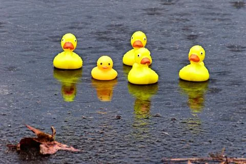 Ducks in Puddle with Leaf Stock Photos