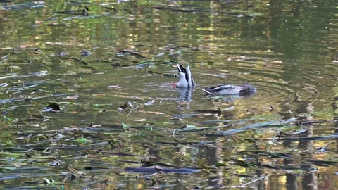 Ducks put their heads under the water. Legs and tail sticking out of the water Stock Footage 144657080