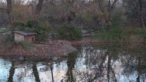 Ducks quacking in the pond on a cold winter's day Stock Footage 145946481