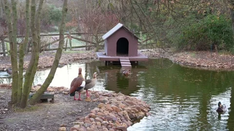 Ducks quacking in the pond on a cold winter's day Stock Footage 145948223
