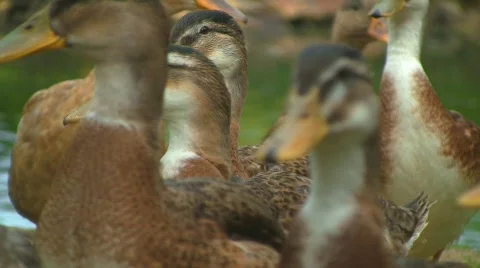 Ducks quaking Stock Footage 502251