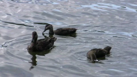 Ducks on a quiet lake Stock Footage 539481